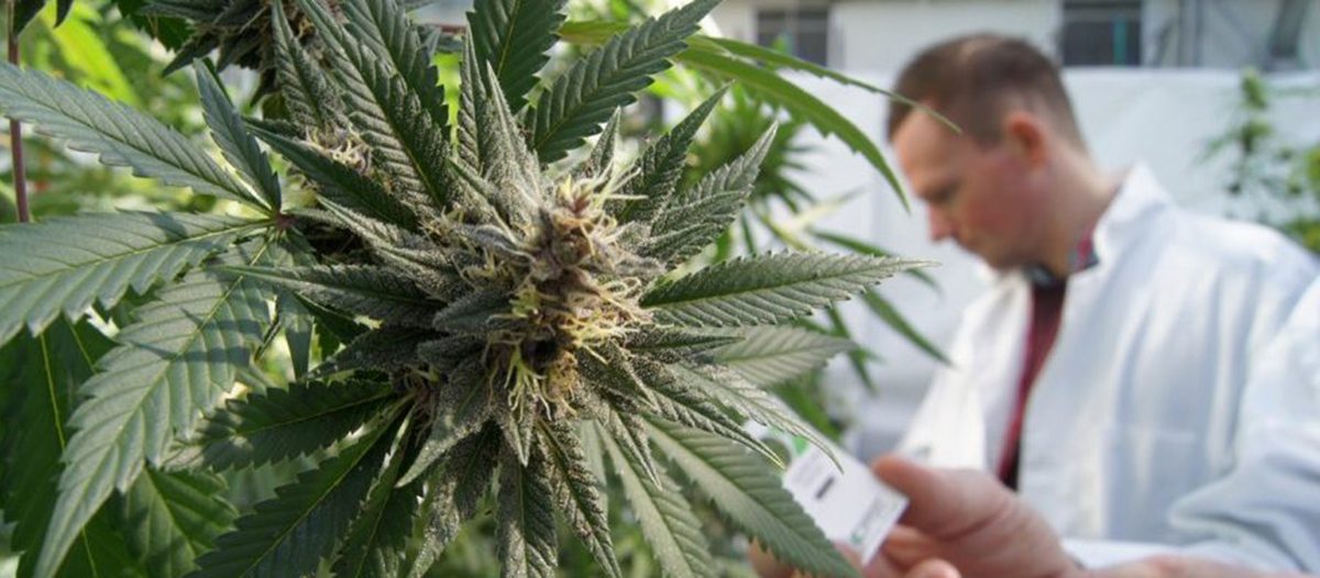 LA UNIVERSIDAD DE LA PLATA CULTIVARÁ CANNABIS CON FINES CIENTÍFICOS